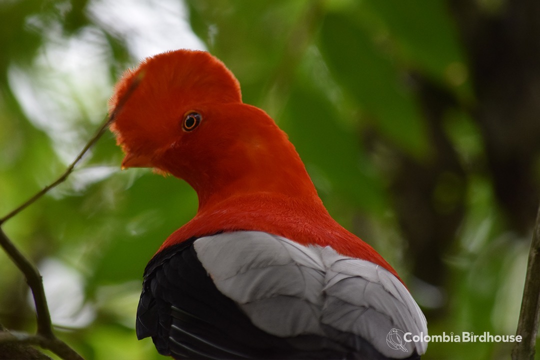 Andean Cock-of-the-rock