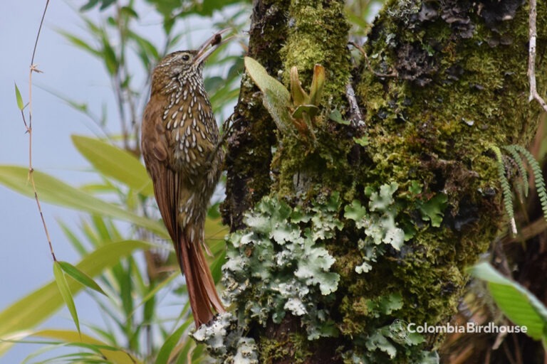 Montane Woodcreeper