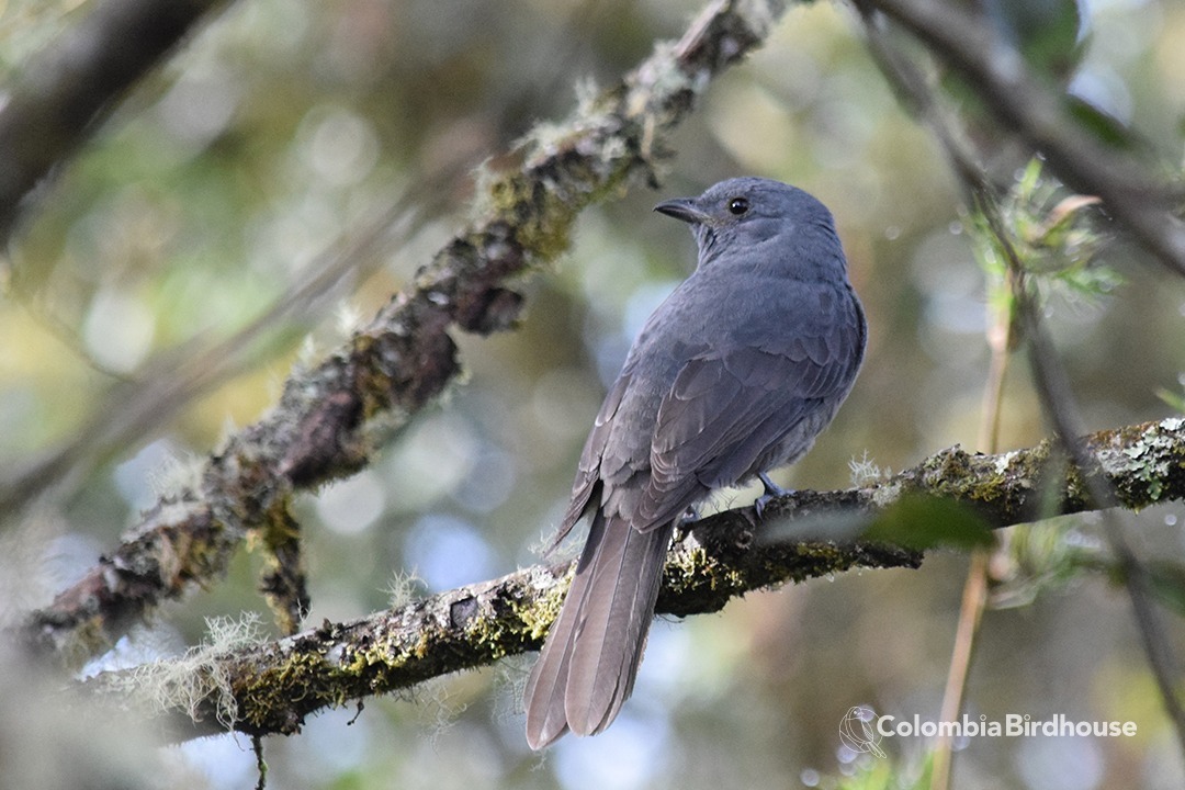 Dusky Piha