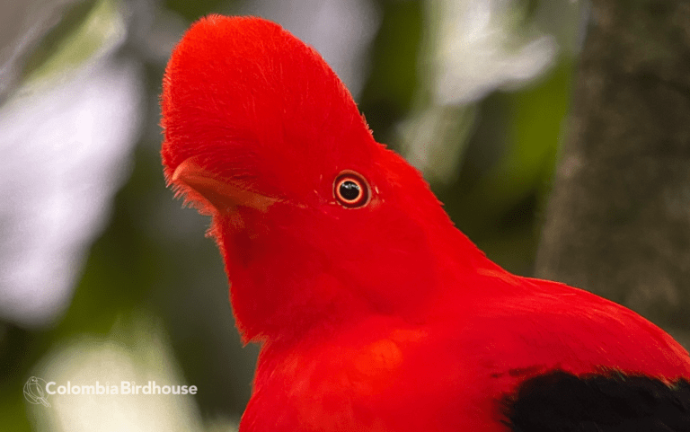 Andean Cock-of-the-rock