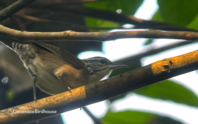 Antioquia Wren