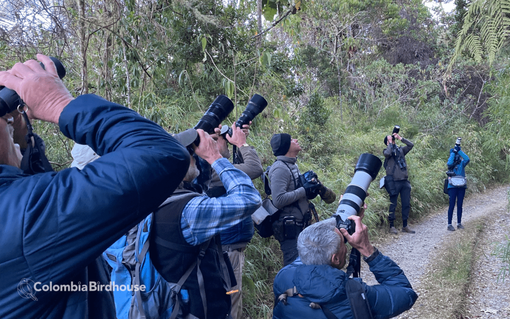 Birding Tour