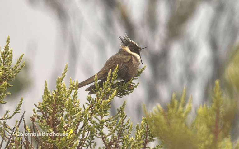 Buffy Helmetcrest