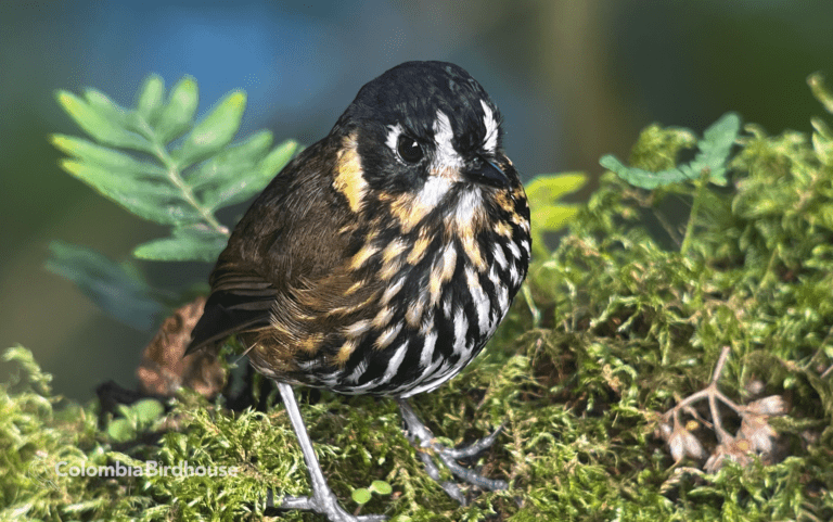 Crescent-faced Antpitta