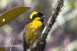 Gold-ringed Tanager