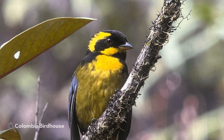 Gold-ringed Tanager