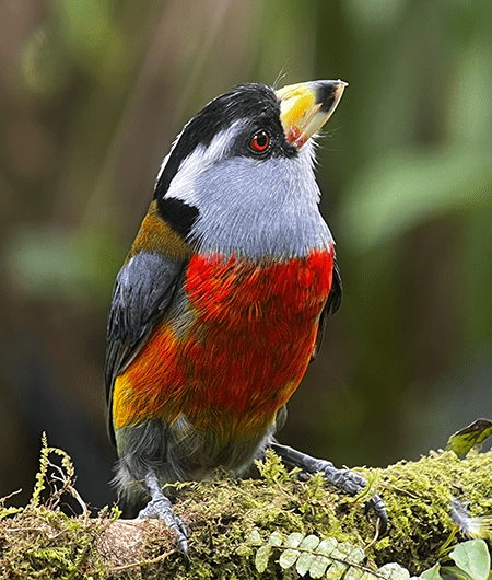 Toucan Barbet