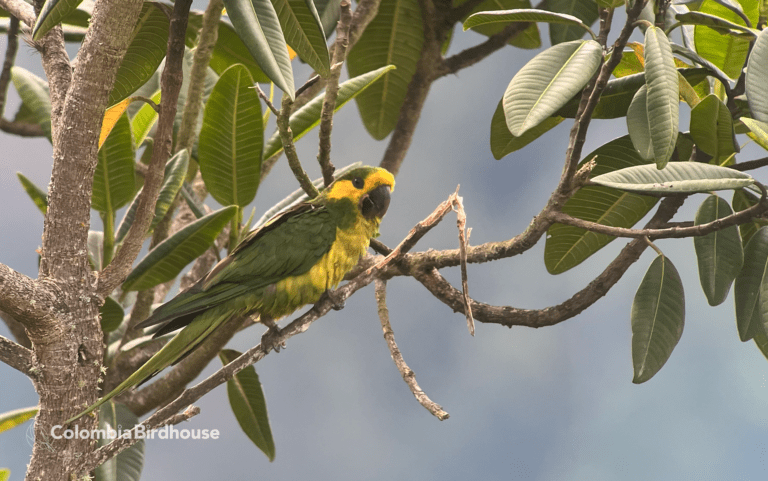 Yellow-eared Parrot